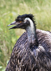 Image showing Portrait od emu