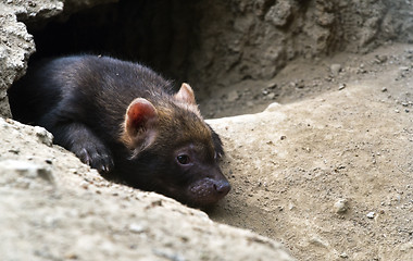 Image showing Portrait of bush dog puppy