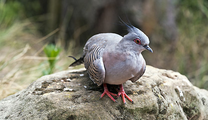 Image showing Portrait of crested pigeon 