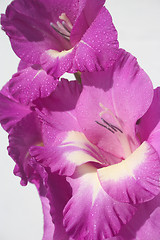 Image showing Gladioli