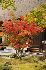 Image showing Japanese garden