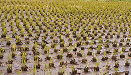 Image showing Rice culture field