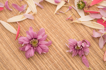 Image showing close up colorful flowers