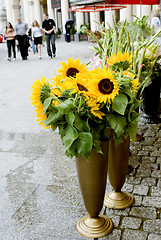 Image showing sunflowers on the street