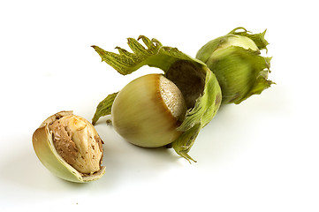 Image showing fresh hazelnut