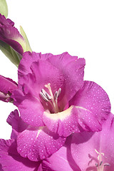 Image showing Gladioli