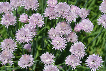 Image showing Chives flower
