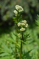 Image showing Valerian