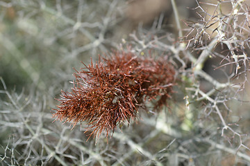 Image showing Bronze fennel
