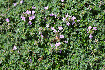 Image showing Wild thyme