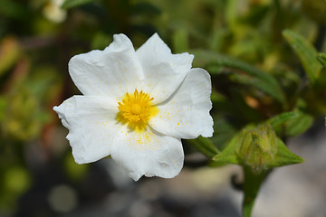 Image showing Montpellier cistus