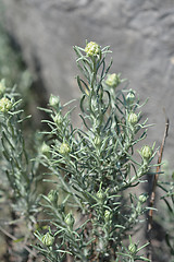 Image showing Italian strawflower