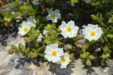 Image showing Montpellier cistus