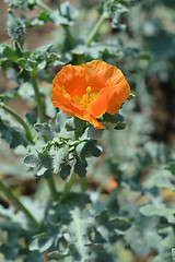 Image showing Horned poppy
