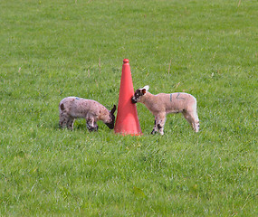 Image showing Lambs