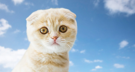 Image showing close up of scottish fold kitten