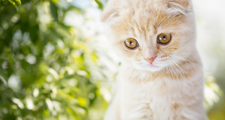 Image showing close up of kitten over natural background