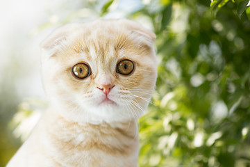 Image showing close up of kitten over natural background