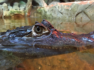 Image showing Caiman crocodilus hiding underwater