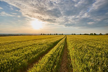 Image showing Agricultural field in summer sunlight