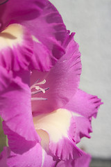 Image showing Gladioli 4