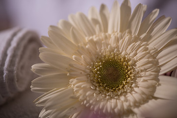 Image showing close up colorful flowers