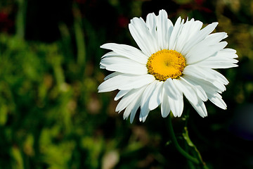 Image showing single camomile