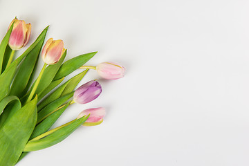 Image showing Tulips on white background