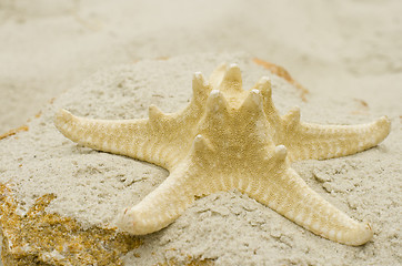 Image showing starfish on sand