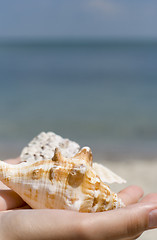 Image showing hands with shells