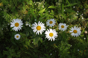 Image showing Beautiful wild daisies