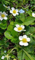 Image showing Flowers and leaves of strawberry 