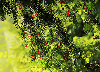 Image showing Red berries growing on evergreen yew tree in sunlight