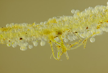 Image showing Microscopic view of unspecified eggs on Common duckweed (Lemna m