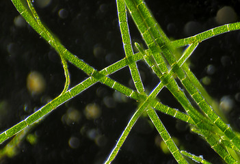 Image showing Microscopic view of green algae plants