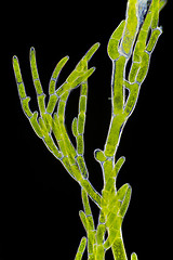 Image showing Microscopic view of green algae (Cladophora) branch