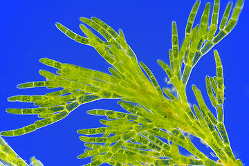 Image showing Microscopic view of green algae (Cladophora)