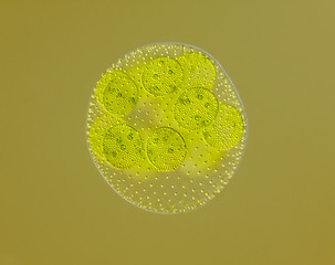 Image showing Spherical colony of freshwater green algae (Volvox)