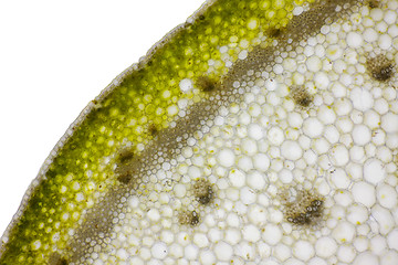 Image showing Microscopic view of Bearded iris (Iris x germanica) plant stem c