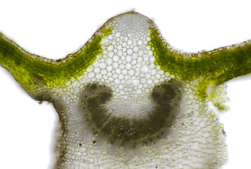 Image showing Microscopic view of Mallow (Malva sp.) leaf cross section