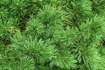 Image showing Branches of a coniferous tree