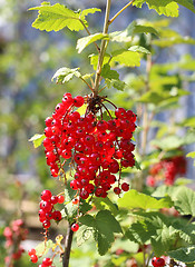 Image showing Bunch of red currants