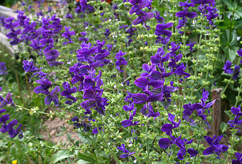 Image showing Salvia viridis (Salvia horminum) in the summer garden