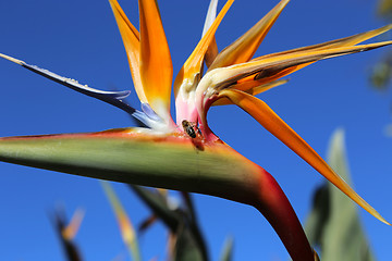 Image showing Strelitzia Reginae flower against bly sky and bee sitting on it