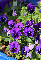 Image showing Beautiful bright violet flovers