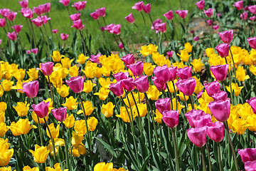 Image showing Beautiful bright tulips