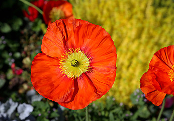 Image showing Beautiful red poppy