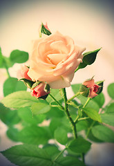 Image showing Beautiful pink rose