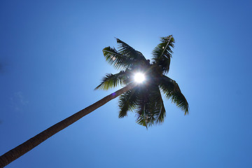 Image showing Palm tree and blue sky