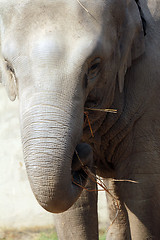 Image showing Asian Elephant